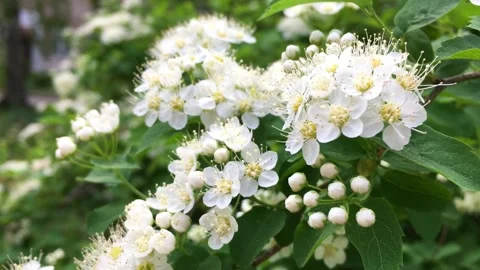 Flowering branches of shrubs sway in the wind. White flowers, spring Stock Footage 154256939
