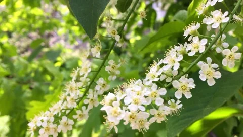 Flowering branches of shrubs sway in the wind. White flowers, spring Stock Footage 154257183