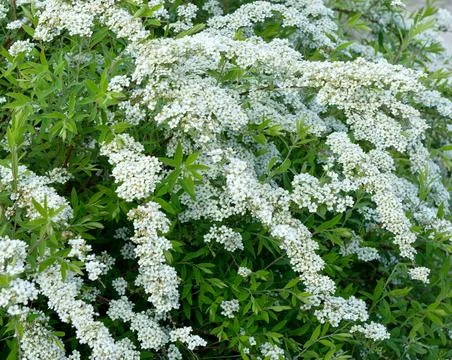 Flowering branches of Spiraea Stock Photos