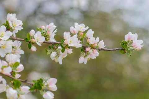 Flowering branches of a tree on a background of blue sky Stock Photos