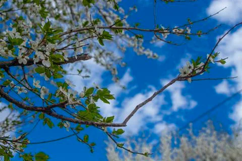 Flowering branches of a tree on a background of blue sky Stock Photos
