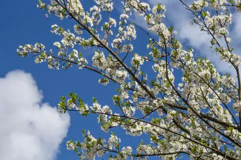 Flowering branches of a tree on a background of blue sky Stock Photos