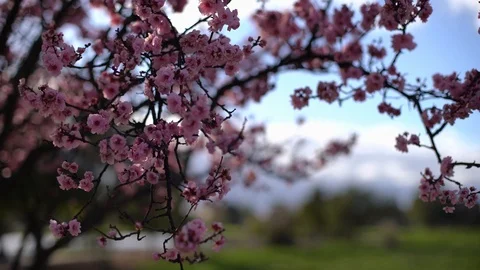 Flowering branches of a tree swaying in the wind. Cherry blossoms in springtime. Video stock 103894217