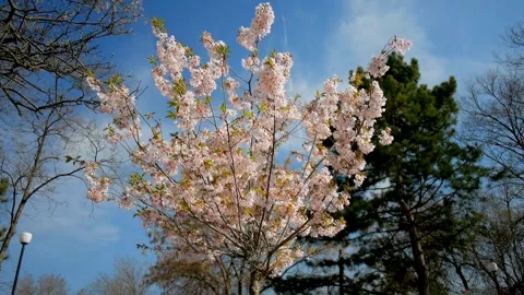 Flowering branches of trees against the blue sky with clouds and trees Video stock 106293154