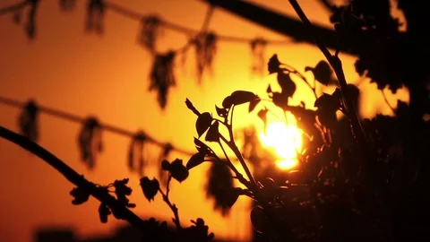 Flowering branches of trees on the sunset background, closeup, backlight Stock Footage 88254529