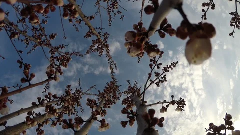 Flowering branches of wild apricot 스톡 동영상 106582953