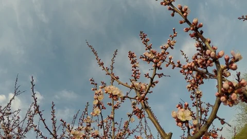 Flowering branches of wild apricot, river Stockbeeldmateriaal 106582995