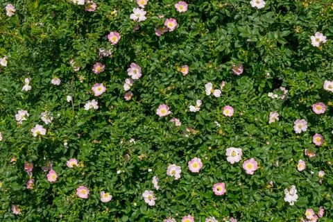 Flowering briar Stock Photos