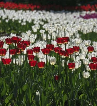 Flowering of bright red tulips in complex composition against the backgroun.. Stock Photos