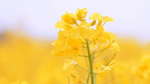 Flowering Bright Yellow Rape flowers in summer. Rapeseed field, canola flowers. Vídeo Stock 108954923
