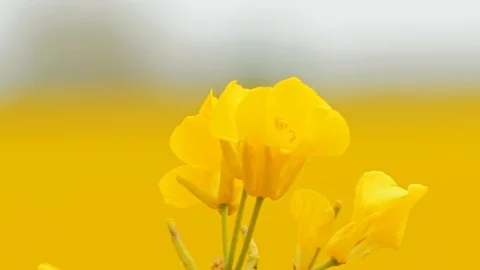 Flowering Bright Yellow Rape in summer. Blooming canola flowers. Stock Footage 108959878
