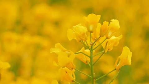 Flowering Bright Yellow Rape in summer. Rapeseed field, Blooming canola flowers. Vídeos de archivo 108960714