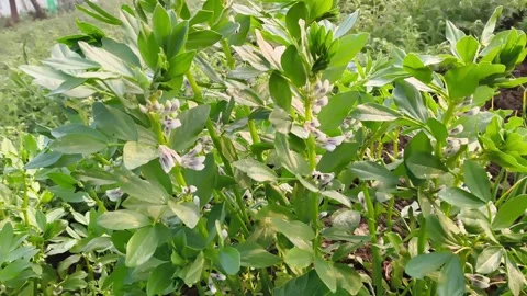 Flowering broad bean plants with white blossoms growing Видео 326290372