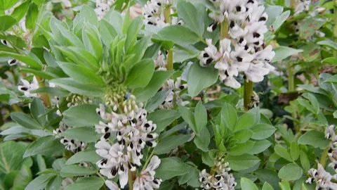 Flowering Broadbeans Stock Footage 127368578
