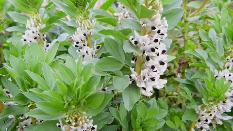 Flowering Broadbeans Stock Footage 127382606