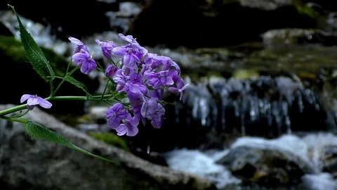 The flowering brook in Vrátna dolina. Video stock 89681373