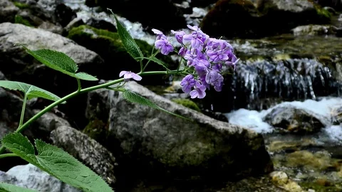 The flowering brook in Vrátna dolina. 스톡 동영상 89682173