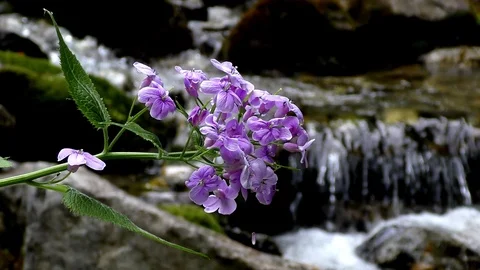 The flowering brook in Vrátna dolina. Stock Footage 89683219