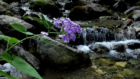 The flowering brook in Vrátna dolina. Stock Footage 89683237