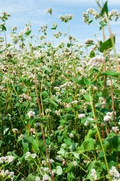 Flowering buckwheat Stock Photos