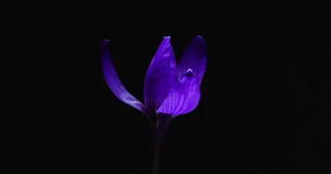 Flowering bud of lilac crocus Stock Footage 84145661