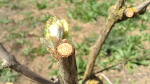 Flowering Buds of Grape in spring Crimea Stock Footage 89750308