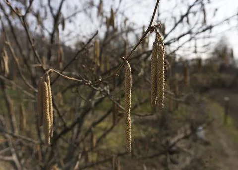 Flowering buds of hazel in the spring Stock-Fotos