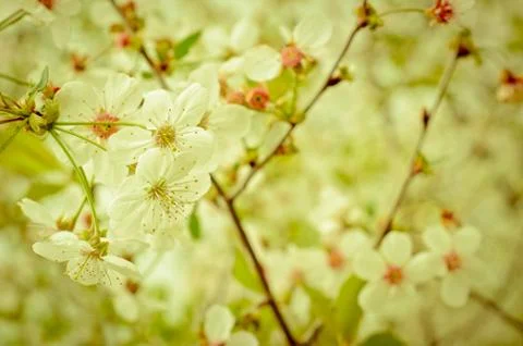 Flowering buds Stock Photos