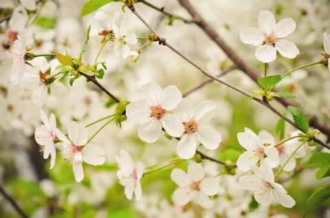 Flowering buds Stock Photos
