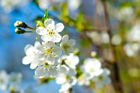 Flowering buds Stock Photos