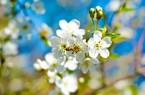 Flowering buds Stock Photos