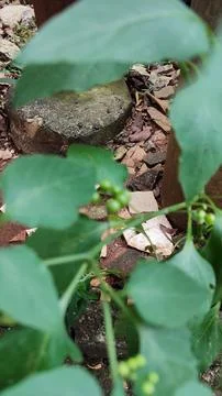 Flowering buds 库存照片