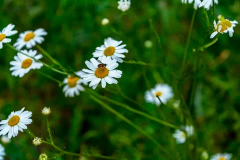 Flowering. Bug on the chamomile. Blooming chamomile field, Chamomile flowers Foto stock