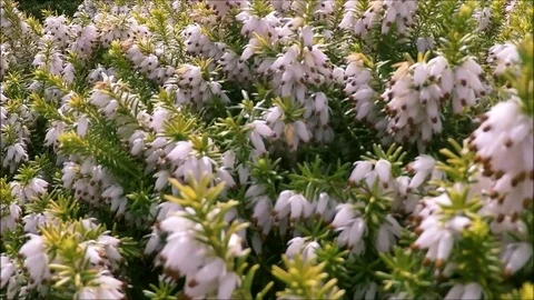 Flowering bush Stock Footage 77864031