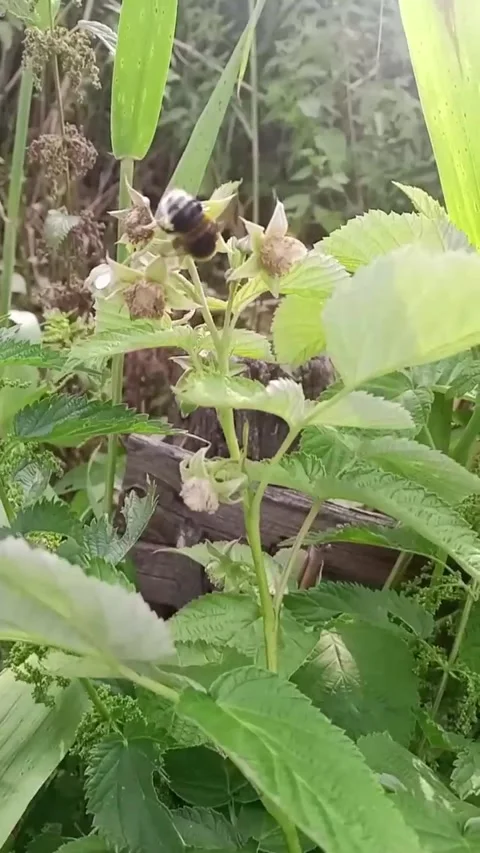 A flowering bush in the garden Video stock 314314595