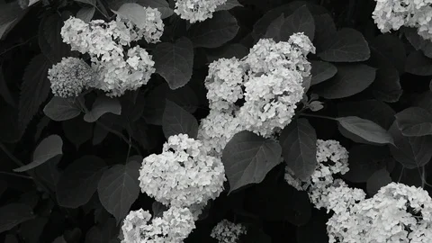 Flowering bush hydrangea, black and white Stock Footage 116662875