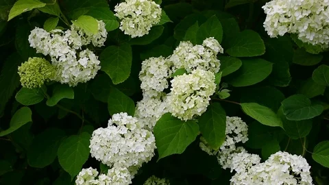 Flowering bush hydrangea, wind Stock Footage 116662876