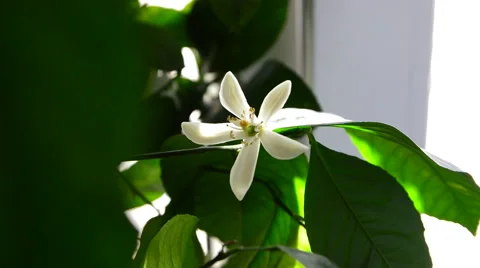 Flowering bush lemon 動画素材 49194887