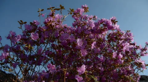 Flowering bush in the mountains Stock Footage 67287415