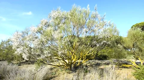 Flowering bush moving with the wind Stock Footage 49321326