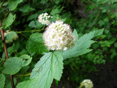 Flowering bush Stock Photos