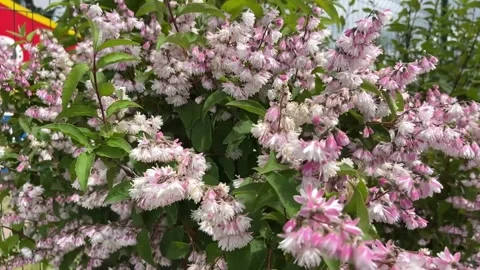 Flowering bushe Stock Footage 314397287
