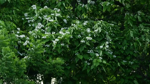Flowering Bushes 2 4k Stock Footage 41607200