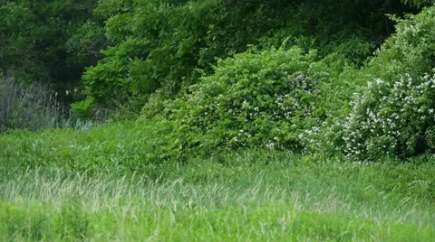 Flowering Bushes 4k Stock Footage 41608545
