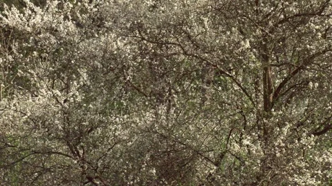 Flowering bushes at the edge of the forest in spring (slide) Stock Footage 267216478