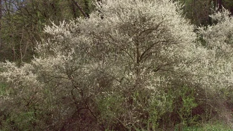 Flowering bushes at the edge  of the forest in spring (slide) Stock Footage 267216489