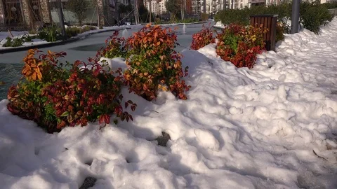 Flowering bushes in snow Stock Footage 71353048