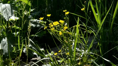 Flowering buttercup Stock Footage 133168725