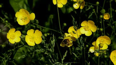 Flowering buttercup Stock Footage 252613062