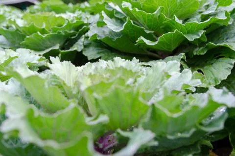 Flowering cabbage Foto stock